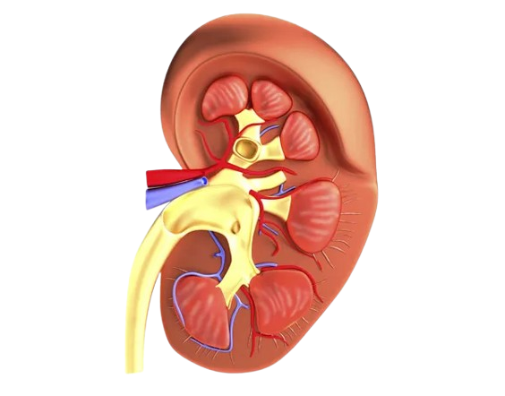 Atención Renal